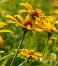 Black eyed susan flowers in a field with a blurred background on a sunny summer day Royalty Free Stock Photo