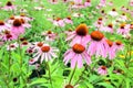 Black-eyed Susan flowers Royalty Free Stock Photo