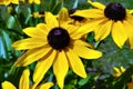 Black-eyed Susan Flowers in the garden. Nature Royalty Free Stock Photo