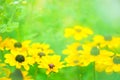 Black eyed susan flowers in the garden, shallow depth of field Royalty Free Stock Photo