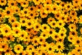 Black-eyed susan flowers blooming in flowerbed Royalty Free Stock Photo