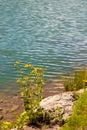 Black-eyed Susan flowers Rudbeckia hirta bloom along the shore of a small lake Royalty Free Stock Photo