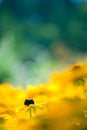 Black eyed susan flowers in the garden, shallow depth of field Royalty Free Stock Photo