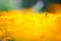 Black eyed susan flowers in the garden, shallow depth of field Royalty Free Stock Photo