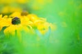 Black eyed susan flowers in the garden, shallow depth of field Royalty Free Stock Photo