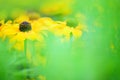 Black eyed susan flowers in the garden, shallow depth of field Royalty Free Stock Photo