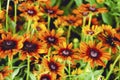 Black Eyed Susan Flowers Royalty Free Stock Photo