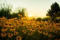 Black-eyed Susan Sunrise Royalty Free Stock Photo