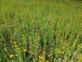 Black eyed Susan glower field Royalty Free Stock Photo