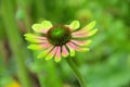 Black-eyed Susan Green Envy Royalty Free Stock Photo