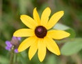 Black-eyed Susan lookin pretty when shot from a field