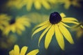 Black Eyed Susan Royalty Free Stock Photo