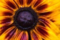 Black Eyed Susan Royalty Free Stock Photo