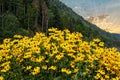 Black-eyed Susan in mountains Royalty Free Stock Photo