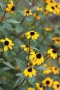 Black-eyed Susan patch Royalty Free Stock Photo