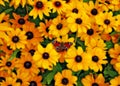 Black-eyed Susan with a peacock Royalty Free Stock Photo