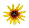 Black Eyed Susan Rudbeckia flower isolated on white background