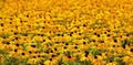 Black-eyed Susan Rudbeckia flowers in the field. Floral colorful background. Beautiful yellow flowers of the sunflower family Royalty Free Stock Photo