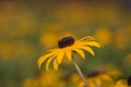 Black-eyed Susan (Rudbeckia hirta)