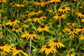 Black-eyed Susan (Rudbeckia hirta) Royalty Free Stock Photo