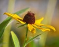 Black-eyed Susan Rudbeckia hirta bloom Royalty Free Stock Photo