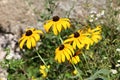 Black-eyed Susan or Rudbeckia hirta blooming bright yellow flowers with black center on green leaves and stone wall background Royalty Free Stock Photo