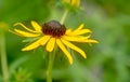 Black Eyed Susan - Rudbeckia hirta