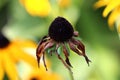Black-eyed Susan or Rudbeckia hirta flower head with completely withered petals and dark black center