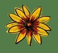 Black-eyed Susan Rudbeckia Hirta flower. Illustration of a freehand sketch. Royalty Free Stock Photo