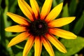 A Black-eyed Susan. Rudbeckia hirta flower in the midst. Royalty Free Stock Photo