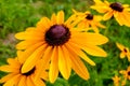 A Black-eyed Susan Rudbeckia hirta flower in the midst of a flower bed Royalty Free Stock Photo