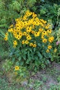 Black-eyed Susan or Rudbeckia hirta flowering plants growing in form of small densely planted bush with open blooming yellow Royalty Free Stock Photo