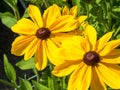 Black eyed susan Rudbeckia hirta flowers Royalty Free Stock Photo