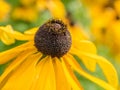 Black eyed susan Rudbeckia hirta flowers Royalty Free Stock Photo