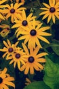 Black- eyed Susan Rudbeckia hirta flowers background Royalty Free Stock Photo