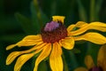 A black-eyed Susan, Rudbeckia hirta, in full bloom at a wetland in Culver, Indiana