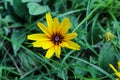 Black-Eyed Susan Rudbeckia hirta is a Maryland native plant and our state flower Royalty Free Stock Photo
