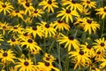 Black-eyed Susan Rudbeckia hirta native to America Royalty Free Stock Photo