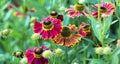 Black Eyed Susan, Rudbeckia hirta Royalty Free Stock Photo