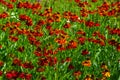 Black Eyed Susan, Rudbeckia hirta, red flowers at flowerbed background, selective focus, shallow DOF Royalty Free Stock Photo