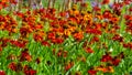 Black Eyed Susan, Rudbeckia hirta, red flowers at flowerbed background, selective focus, shallow DOF Royalty Free Stock Photo