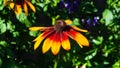Black Eyed Susan, Rudbeckia hirta, red and orange flower at flowerbed background, selective focus, shallow DOF Royalty Free Stock Photo