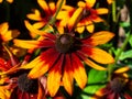 Black Eyed Susan, Rudbeckia hirta, red and orange flowers at flowerbed close-up, selective focus, shallow DOF Royalty Free Stock Photo