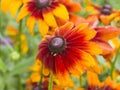 Black Eyed Susan, Rudbeckia hirta, red and yellow flowers close-up, selective focus, shallow DOF Royalty Free Stock Photo