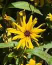 Black Eyed Susan, Rudbeckia hirta, yellow flower close-up, selective focus, shallow DOF Royalty Free Stock Photo