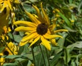 Black Eyed Susan, Rudbeckia hirta, yellow flower close-up, selective focus, shallow DOF Royalty Free Stock Photo