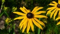 Black Eyed Susan, Rudbeckia hirta, yellow flower at flowerbed close-up, selective focus, shallow DOF Royalty Free Stock Photo