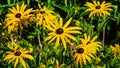 Black Eyed Susan, Rudbeckia hirta, yellow flowers at flowerbed close-up, selective focus, shallow DOF Royalty Free Stock Photo