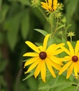 Black-eyed Susan, Rudbeckia hirta