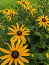 Black eyed Susan's first bloom Royalty Free Stock Photo